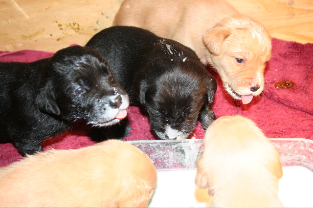 First Milk DIsh - 1